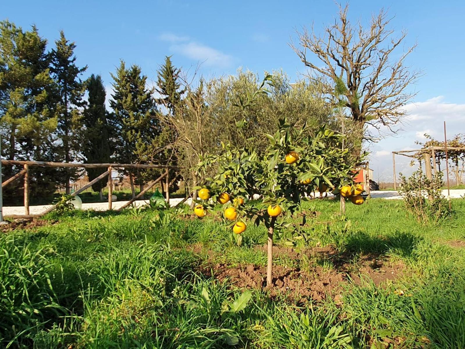 Villa L' Alcova Del Conte à Dragoni  Extérieur photo